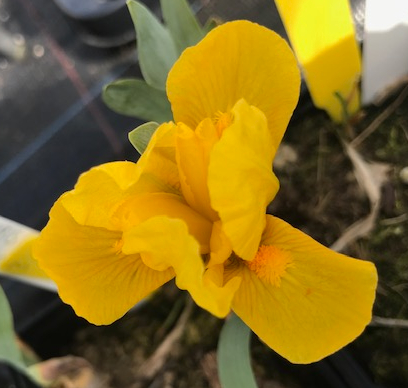 Iris 'Gleaming Gold'